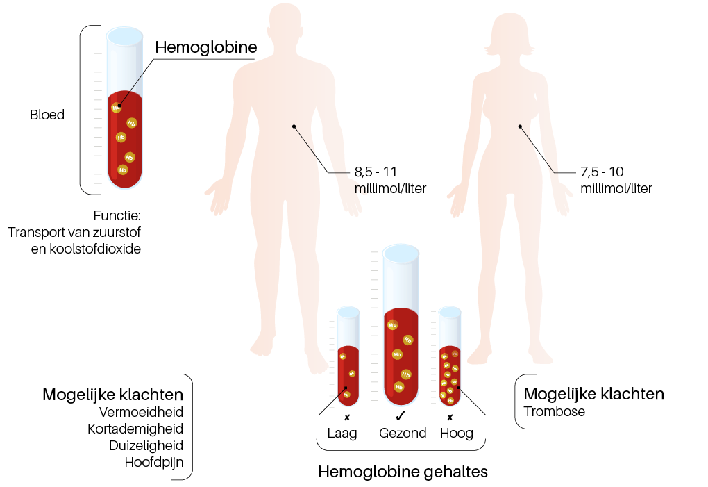 Hoe Jij Jouw Hemoglobine kunt Boosten - ElkeHapTelt