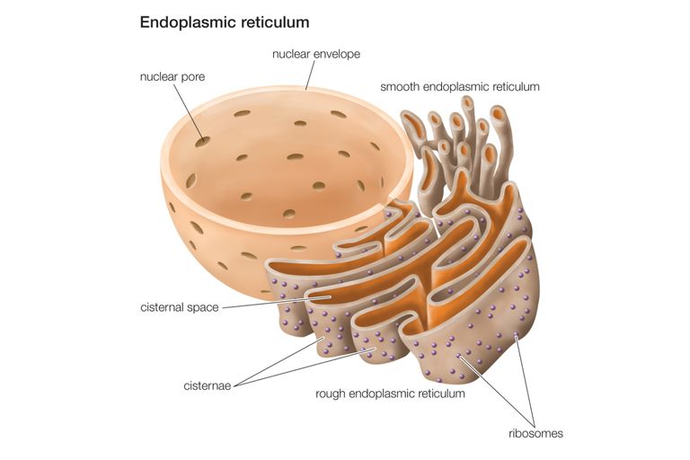 Het dieet bij diabetes verbetert de functie van het endoplasmatisch reticulum